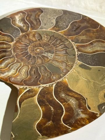 Ammonite half, close-up