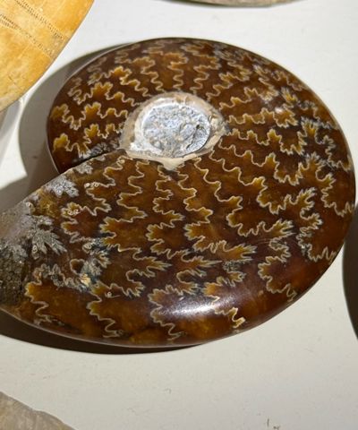 Whole polished ammonite showing suture pattern