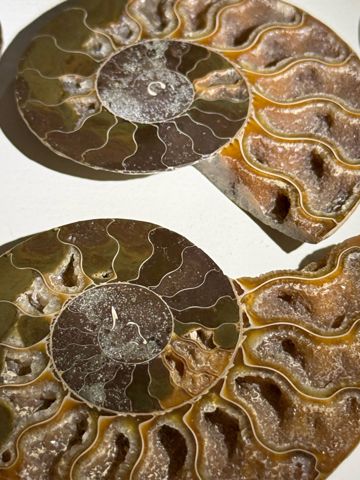 Ammonite
