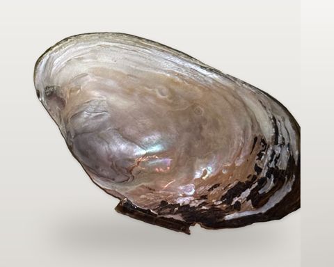 Freshwater Mussel Shell